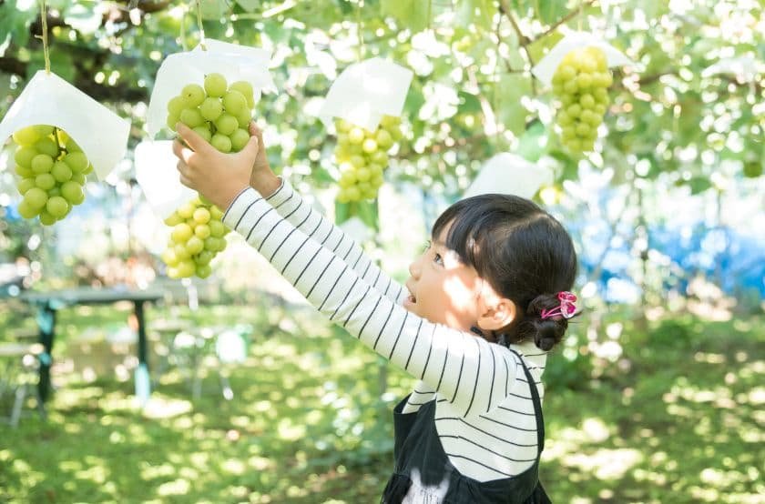 ぶどう狩りを楽しむ子ども
