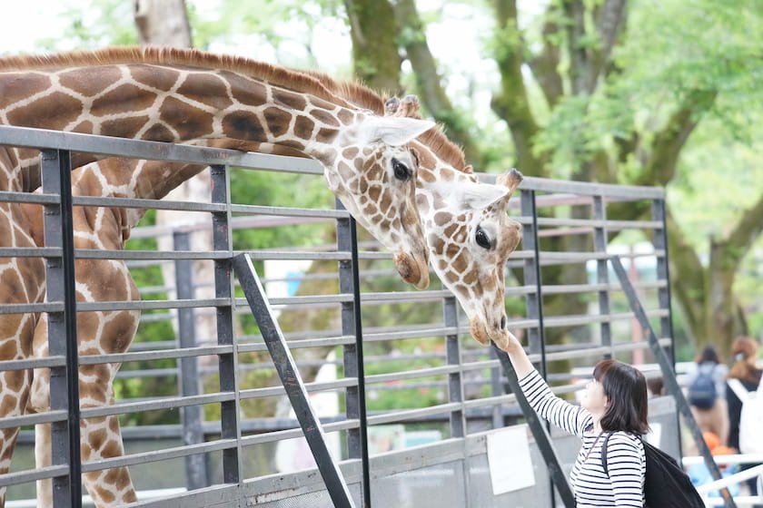 宇都宮動物園 宇都宮市 写真提供：（公社）栃木県観光物産協会