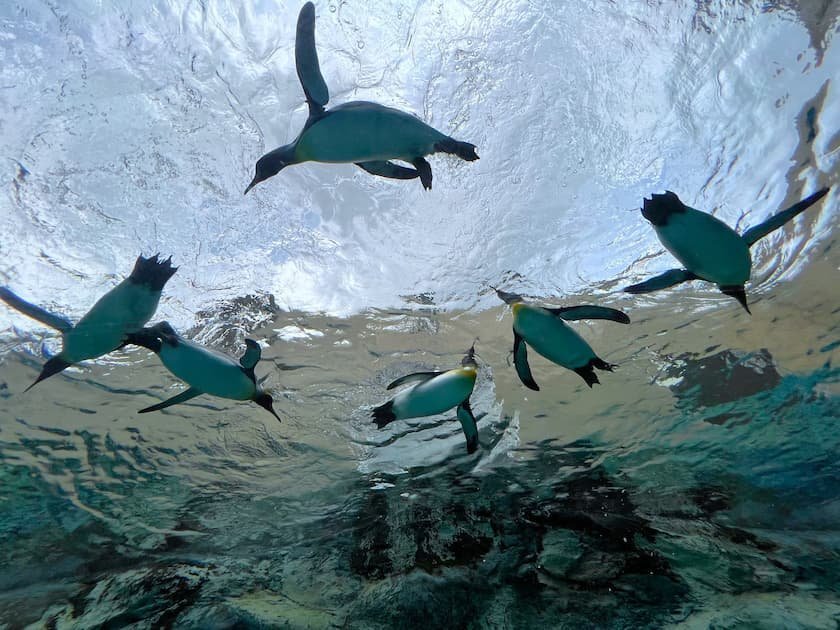 旭山動物園_水中を泳ぐペンギン