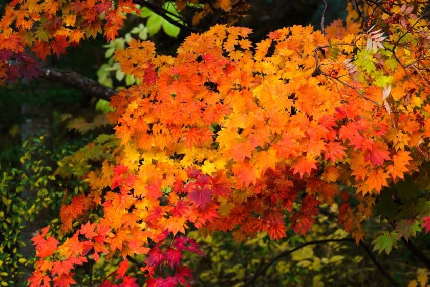 鮮やかな紅葉が自慢の紅葉谷