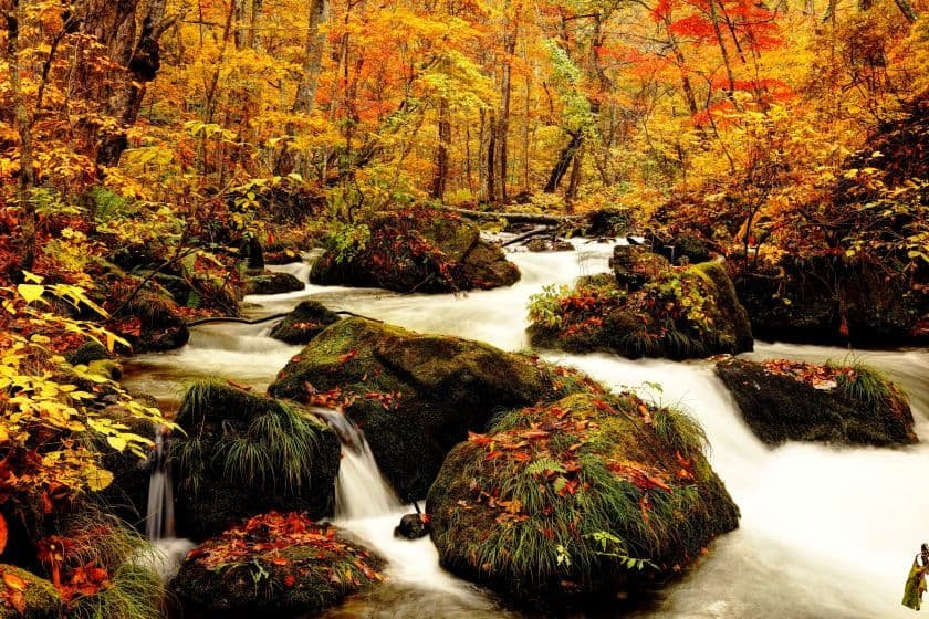 紅葉に染まる森の中を縫うようにして流れる奥入瀬渓流