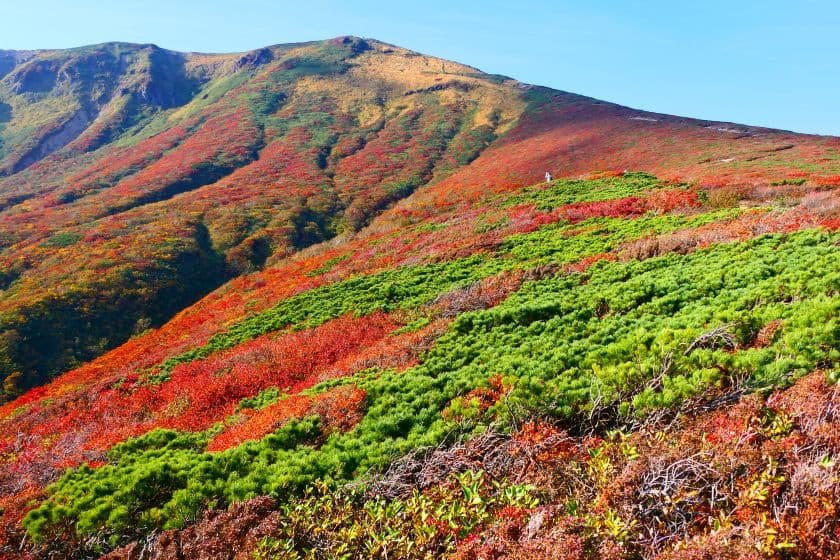「神の絨毯」と称される鮮やかな紅葉