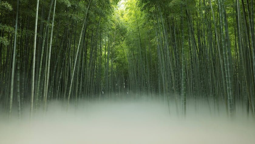 雲海 写真提供：若竹の杜 若山農場