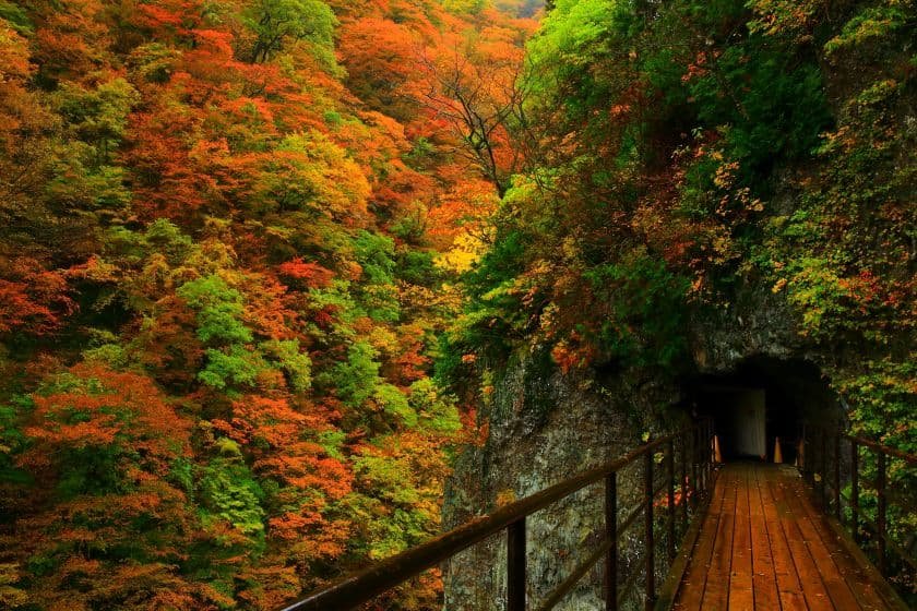 紅葉が満喫できる遊歩道
