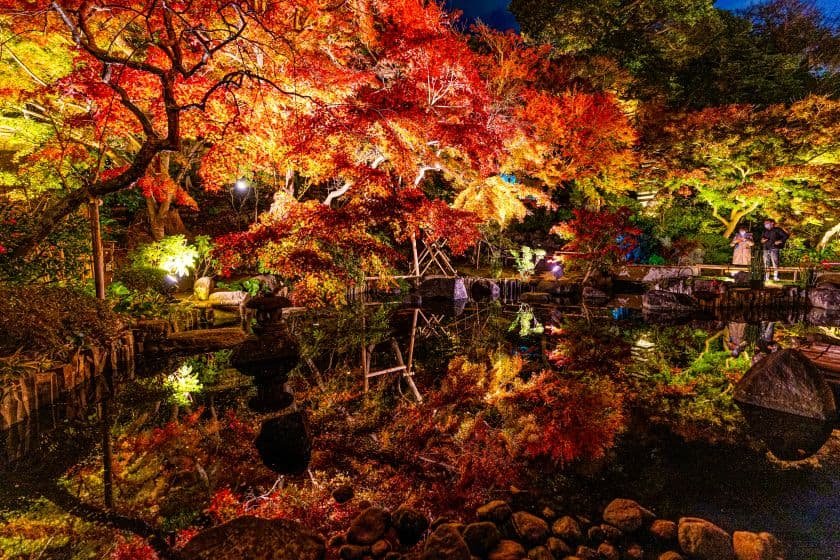 幻想的にライトアップされた長谷寺の紅葉
