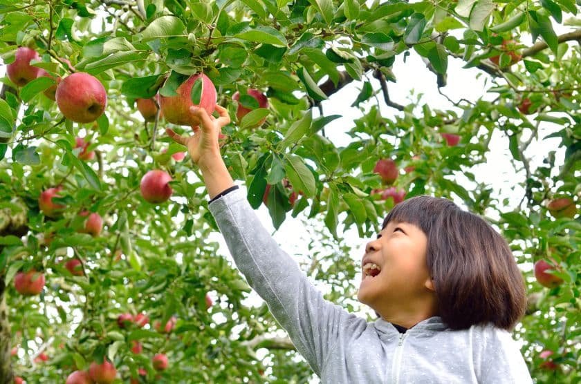 りんご狩りを楽しむ子ども（イメージ）