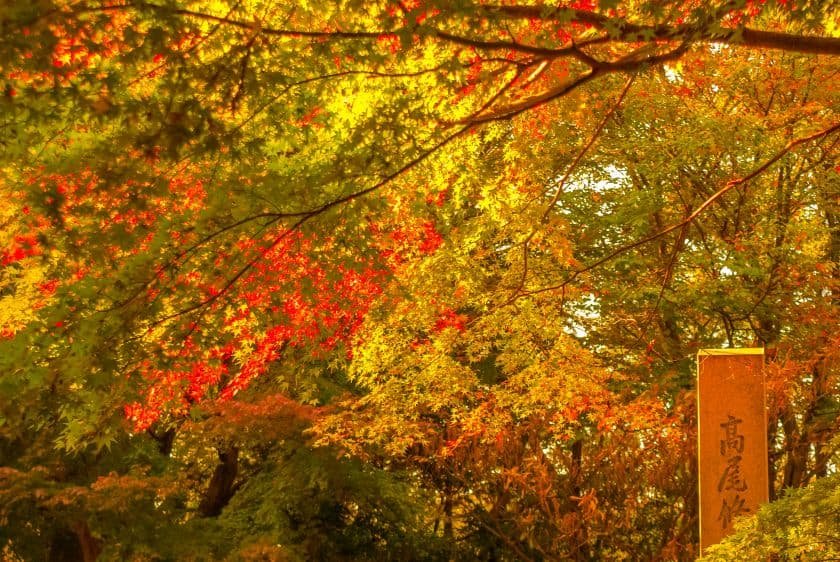 燃えるような秋色の山道