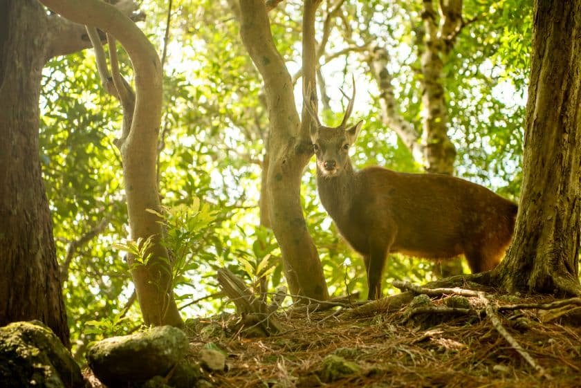 yakushima_yakushika_as_382853069.jpg