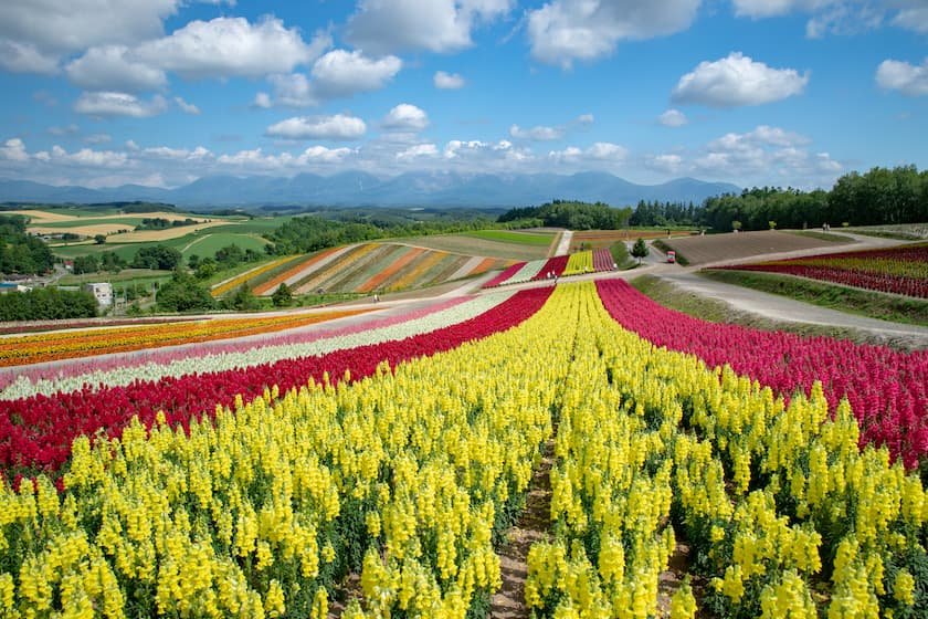 美瑛町_夏の色彩の丘